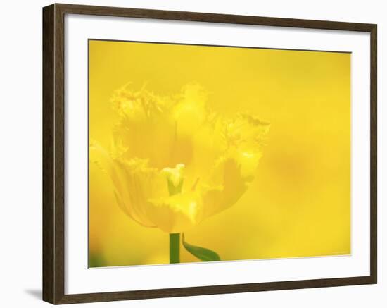 Tulips-null-Framed Photographic Print