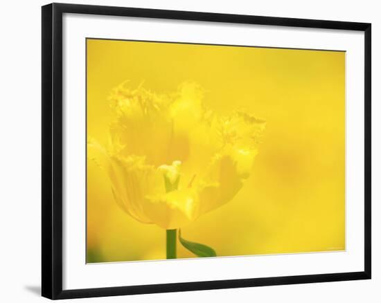 Tulips-null-Framed Photographic Print