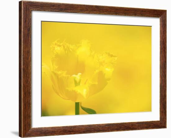 Tulips-null-Framed Photographic Print