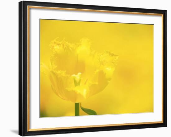 Tulips-null-Framed Photographic Print