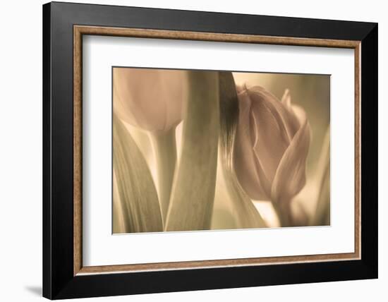 Tulips-Allan Wallberg-Framed Photographic Print
