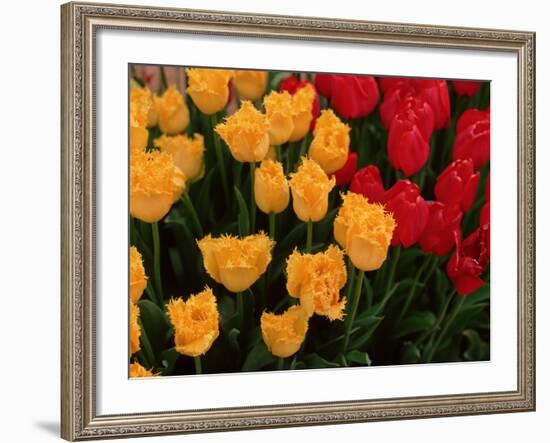 Tulips-Ike Leahy-Framed Photo