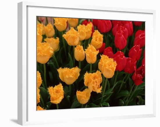 Tulips-Ike Leahy-Framed Photo