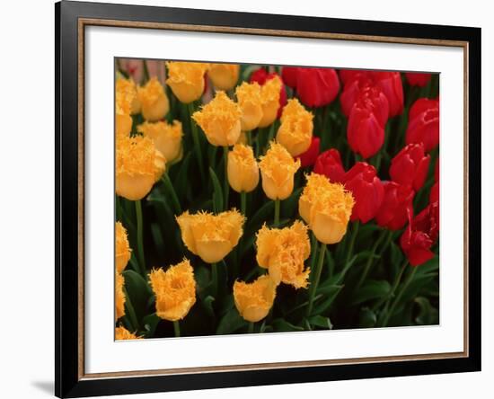 Tulips-Ike Leahy-Framed Photo