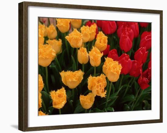 Tulips-Ike Leahy-Framed Photo