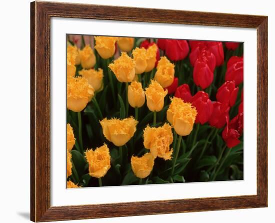 Tulips-Ike Leahy-Framed Photo