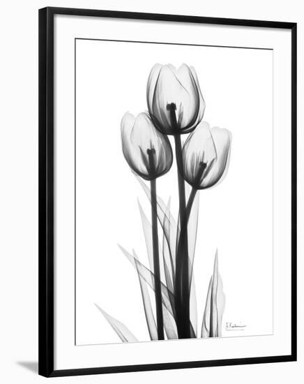 Tulips-Albert Koetsier-Framed Photographic Print