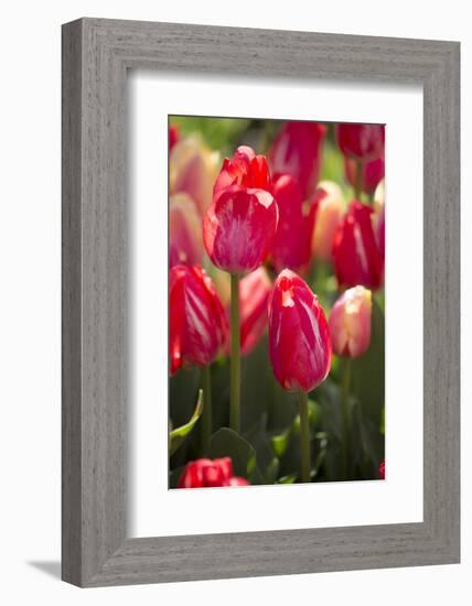 Tulips-Lynn M^ Stone-Framed Photographic Print