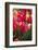 Tulips-Lynn M^ Stone-Framed Photographic Print