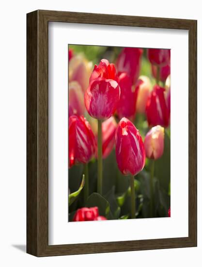 Tulips-Lynn M^ Stone-Framed Photographic Print