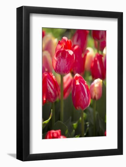 Tulips-Lynn M^ Stone-Framed Photographic Print