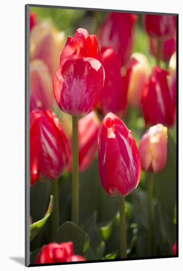 Tulips-Lynn M^ Stone-Mounted Photographic Print