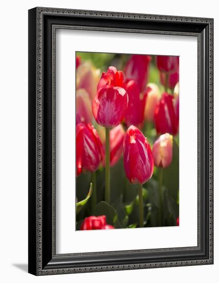 Tulips-Lynn M^ Stone-Framed Photographic Print