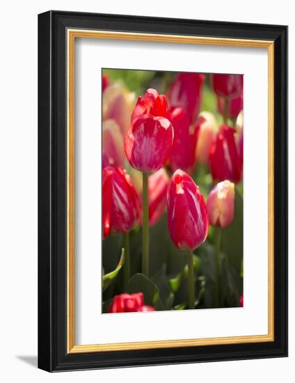 Tulips-Lynn M^ Stone-Framed Photographic Print