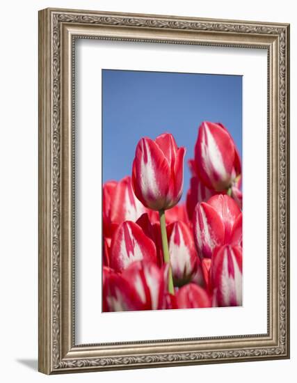 Tulips-Lynn M^ Stone-Framed Photographic Print