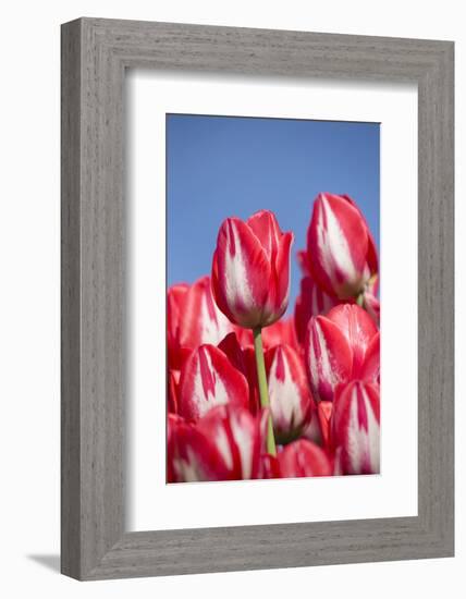 Tulips-Lynn M^ Stone-Framed Photographic Print