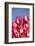 Tulips-Lynn M^ Stone-Framed Photographic Print