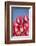 Tulips-Lynn M^ Stone-Framed Photographic Print