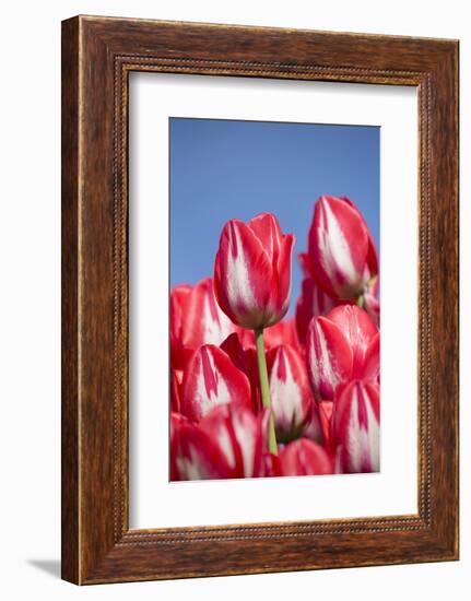 Tulips-Lynn M^ Stone-Framed Photographic Print