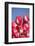 Tulips-Lynn M^ Stone-Framed Photographic Print