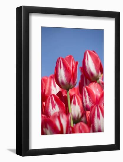 Tulips-Lynn M^ Stone-Framed Photographic Print