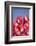 Tulips-Lynn M^ Stone-Framed Photographic Print