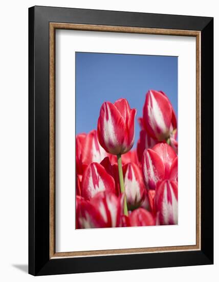 Tulips-Lynn M^ Stone-Framed Photographic Print