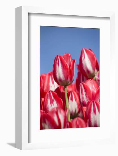 Tulips-Lynn M^ Stone-Framed Photographic Print