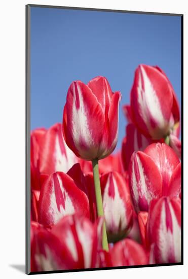 Tulips-Lynn M^ Stone-Mounted Photographic Print