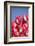 Tulips-Lynn M^ Stone-Framed Photographic Print