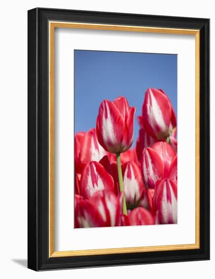 Tulips-Lynn M^ Stone-Framed Photographic Print