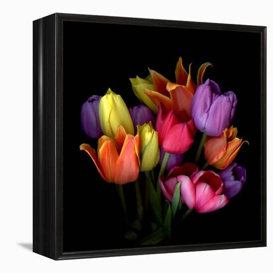 tulips-Magda Indigo-Framed Premier Image Canvas