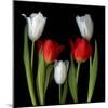 tulips-Magda Indigo-Mounted Photographic Print