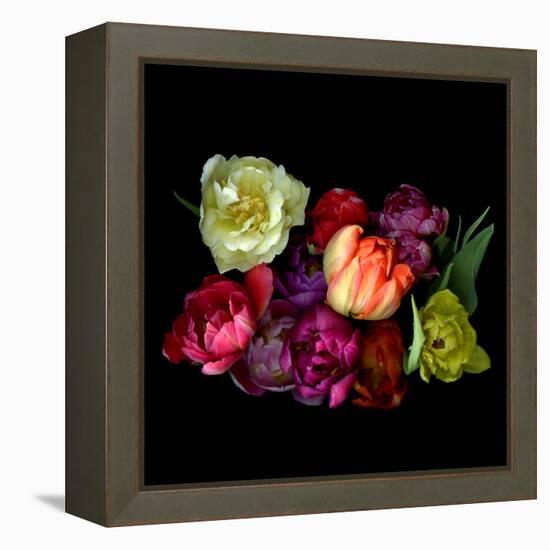 tulips-Magda Indigo-Framed Premier Image Canvas