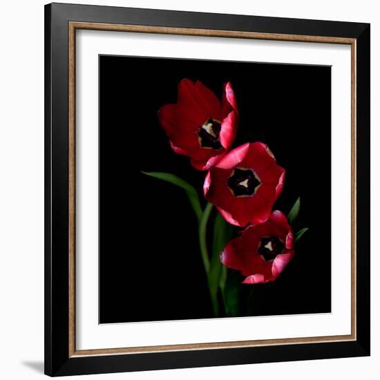 tulips-Magda Indigo-Framed Photographic Print