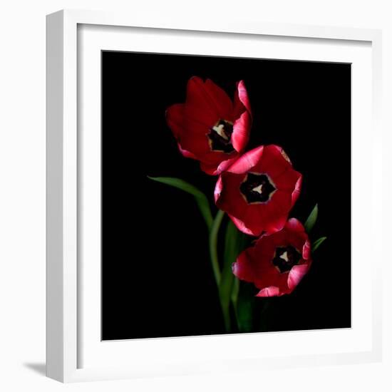 tulips-Magda Indigo-Framed Photographic Print