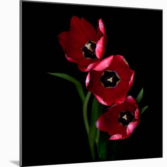 tulips-Magda Indigo-Mounted Photographic Print