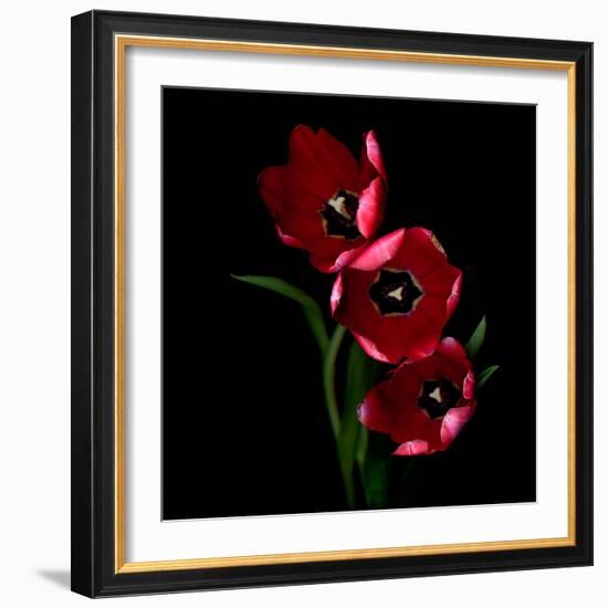 tulips-Magda Indigo-Framed Photographic Print