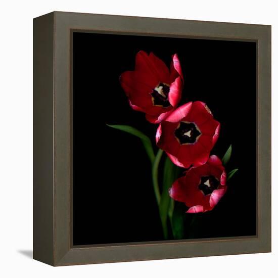 tulips-Magda Indigo-Framed Premier Image Canvas