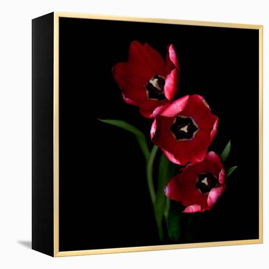 tulips-Magda Indigo-Framed Premier Image Canvas
