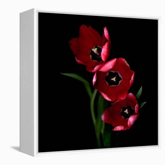 tulips-Magda Indigo-Framed Premier Image Canvas