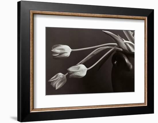 Tulips-Allan Wallberg-Framed Photographic Print