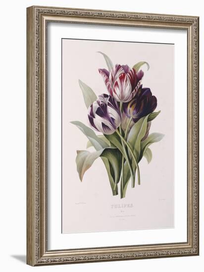 Tulips-Pierre-Joseph Redouté-Framed Giclee Print