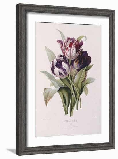 Tulips-Pierre-Joseph Redouté-Framed Giclee Print