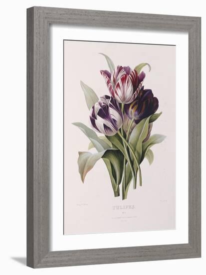 Tulips-Pierre-Joseph Redouté-Framed Giclee Print