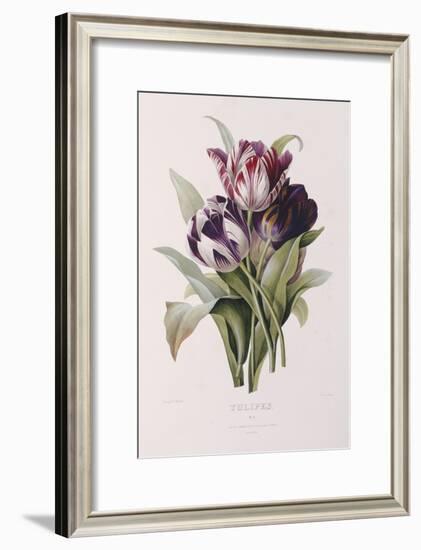 Tulips-Pierre-Joseph Redouté-Framed Giclee Print