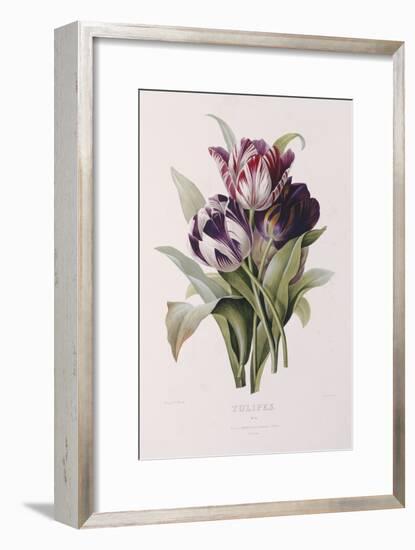 Tulips-Pierre-Joseph Redouté-Framed Giclee Print