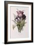 Tulips-Pierre-Joseph Redouté-Framed Giclee Print
