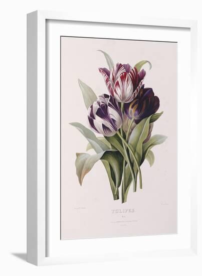 Tulips-Pierre-Joseph Redouté-Framed Giclee Print