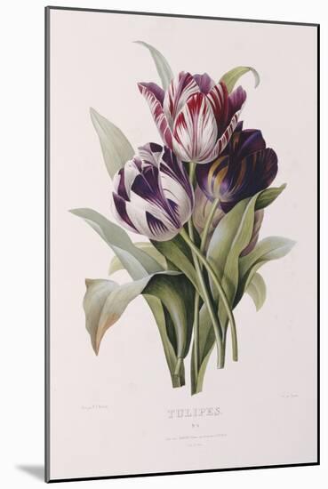 Tulips-Pierre-Joseph Redouté-Mounted Giclee Print